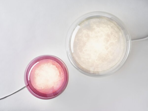 Designová stolní lampa Brokis Macaron S, PC1038 Barva skla: Transparentní číré sklo, Základna: Dub evropský - bíle mořený (CSFB1575), Disk: BROKISGLASS - kouřově šedá mat (CSOP1577)