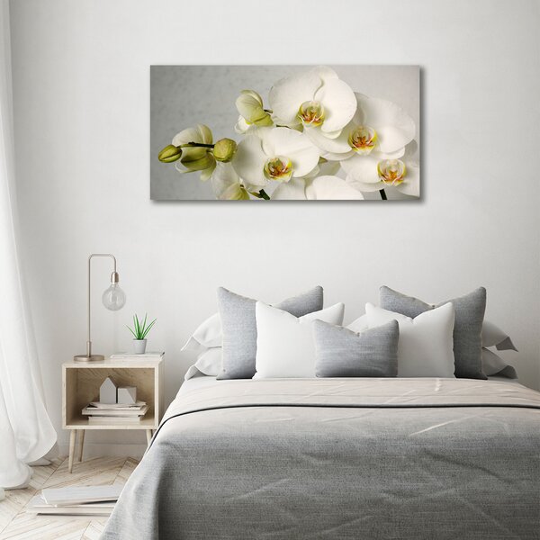 Foto obraz na plátně Bílá orchidej oc-67521473