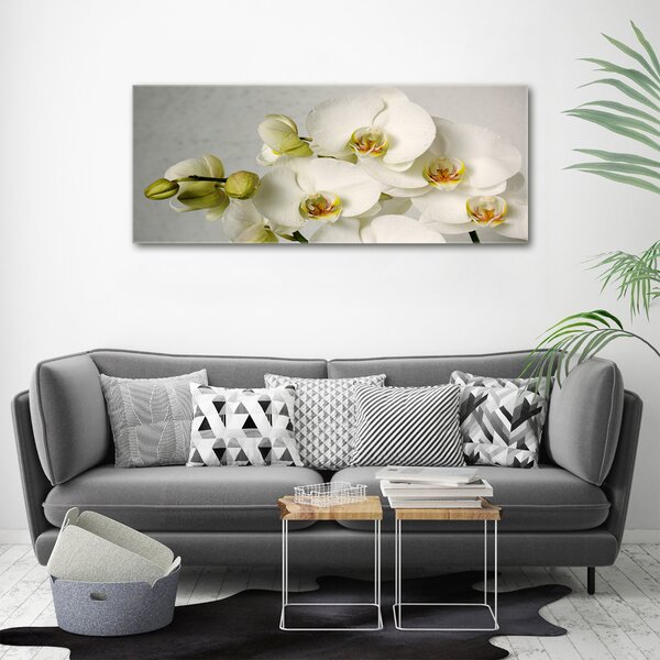Foto obraz na plátně Bílá orchidej oc-67521473