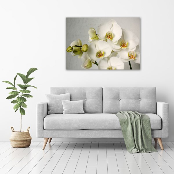 Foto obraz na plátně Bílá orchidej oc-67521473
