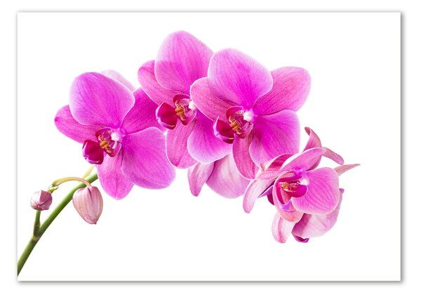 Fotoobraz na skle Růžová orchidej osh-67673367