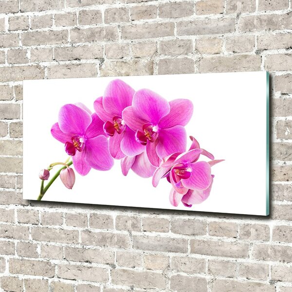 Fotoobraz na skle Růžová orchidej osh-67673367