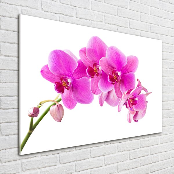 Fotoobraz na skle Růžová orchidej osh-67673367