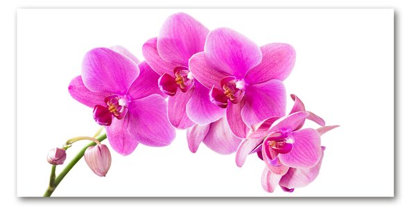 Fotoobraz na skle Růžová orchidej osh-67673367