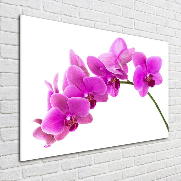 Fotoobraz na skle Růžová orchidej osh-67691978
