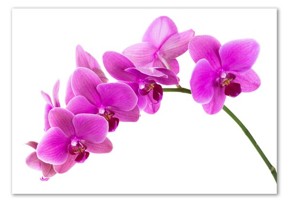 Fotoobraz na skle Růžová orchidej osh-67691978