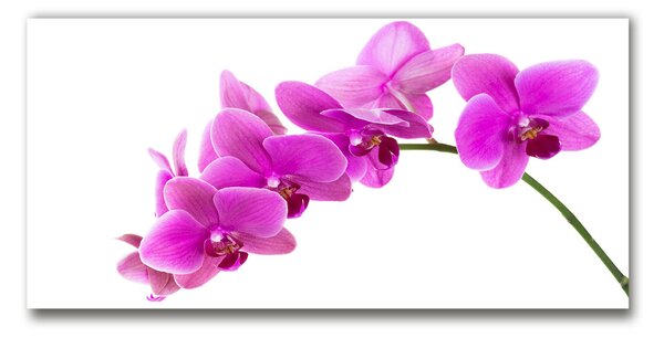 Fotoobraz na skle Růžová orchidej osh-67691978