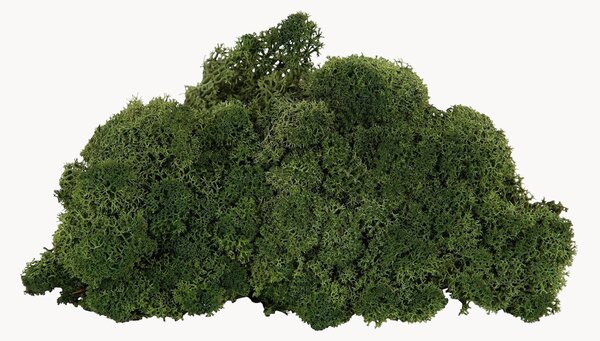 Umělá rostlina Moss