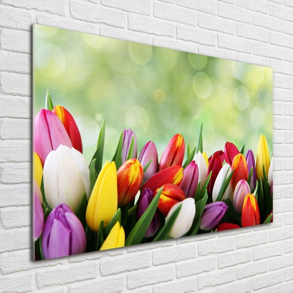 Foto-obraz fotografie na skle Barevné tulipány osh-69344290