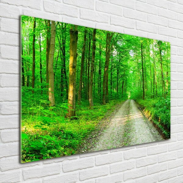 Foto obraz skleněný horizontální Stromy v lese osh-69570264