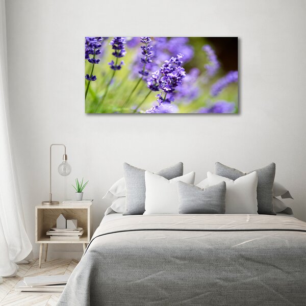Foto-obraz canvas do obýváku Levandule oc-70339730
