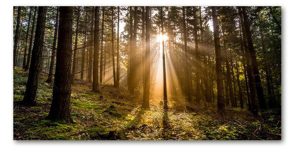 Foto obraz fotografie na skle Sluneční světlo osh-72706491