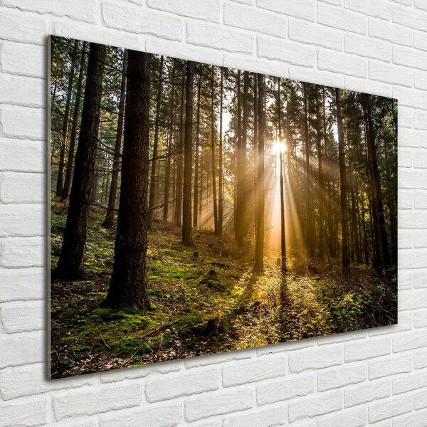 Foto obraz fotografie na skle Sluneční světlo osh-72706491