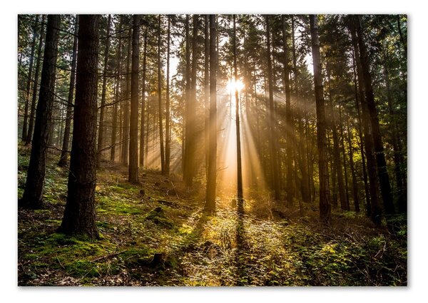 Foto obraz fotografie na skle Sluneční světlo osh-72706491