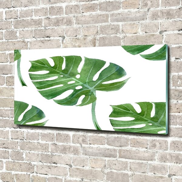 Fotoobraz na skle Monstera osh-73453998