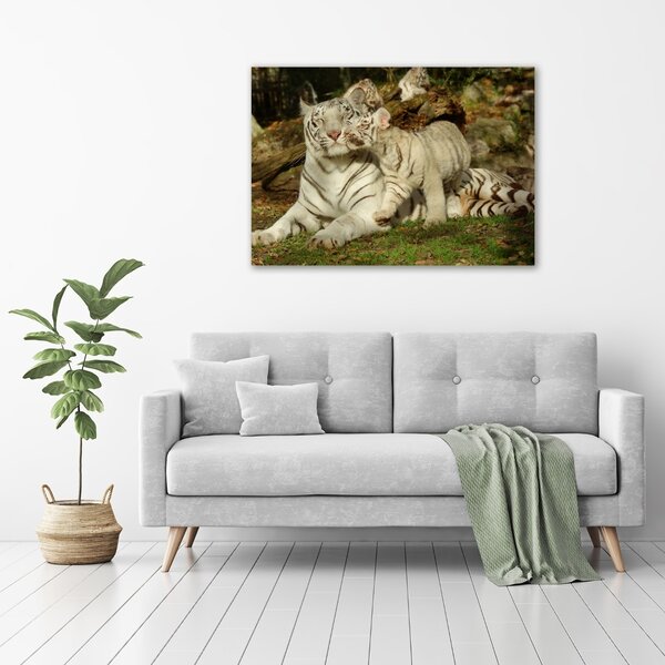 Foto-obraz canvas na rámu Tygři oc-73601237