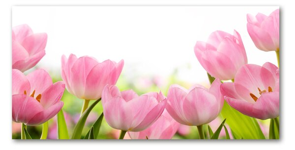 Foto obraz skleněný horizontální Růžové tulipány osh-76412458