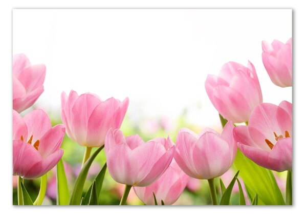 Foto obraz skleněný horizontální Růžové tulipány osh-76412458