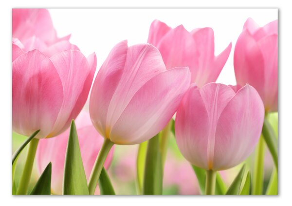 Fotoobraz na skle Růžové tulipány osh-76775867