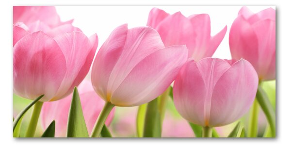 Fotoobraz na skle Růžové tulipány osh-76775867
