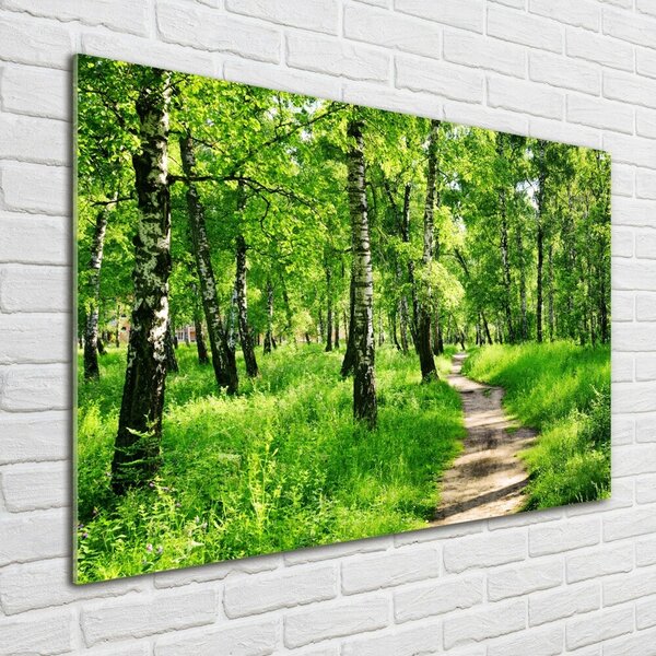 Foto obraz fotografie na skle Břízový les osh-78692232