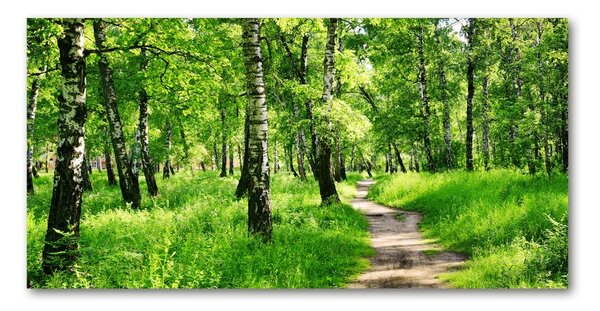 Foto obraz fotografie na skle Břízový les osh-78692232