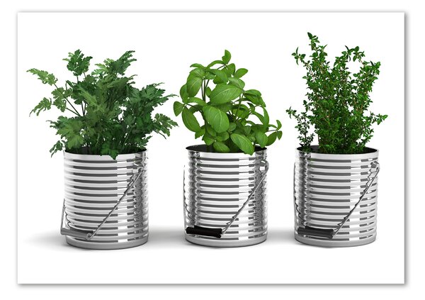 Fotoobraz na skle Aromatické rostliny osh-79250581