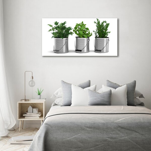 Foto obraz na plátně Aromatické rostliny oc-79250581