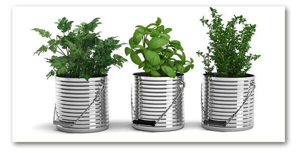 Fotoobraz na skle Aromatické rostliny osh-79250581