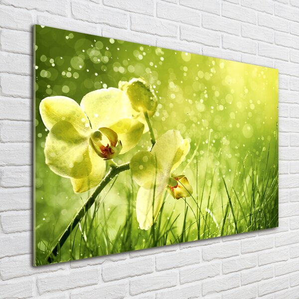 Foto obraz skleněný horizontální Orchidej osh-79420642