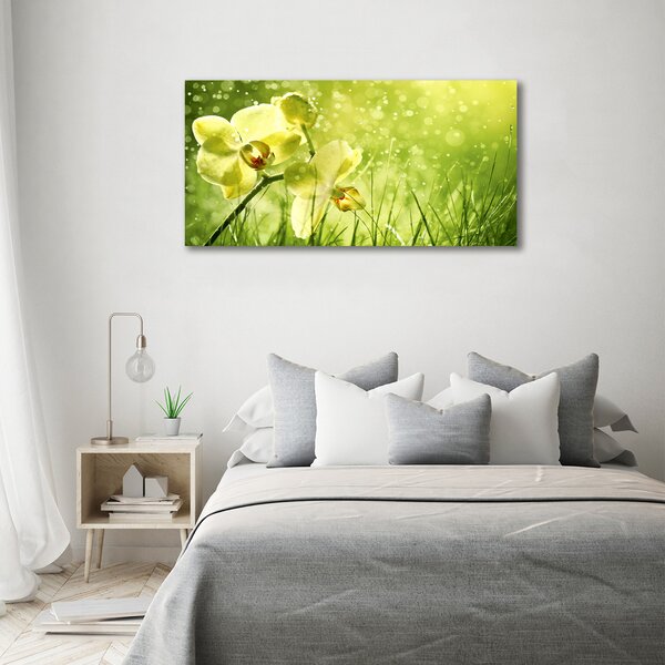 Foto obraz na plátně Orchidej oc-79420642