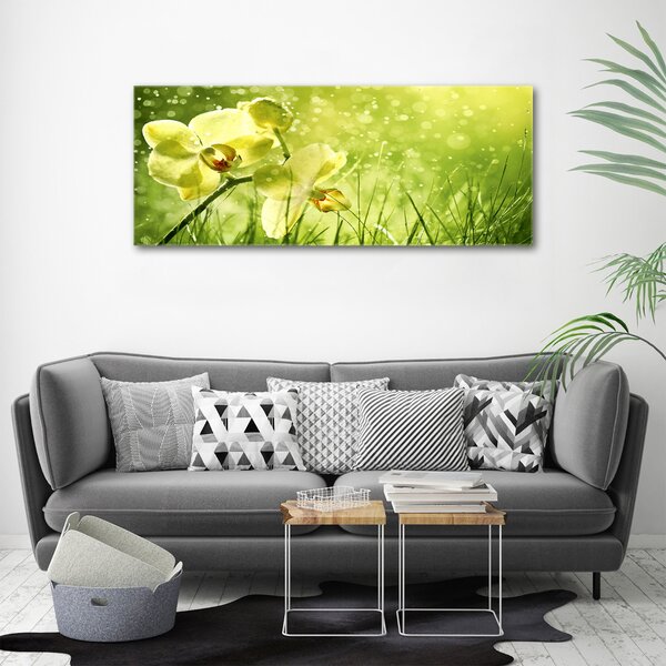Foto obraz na plátně Orchidej oc-79420642