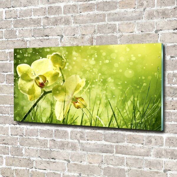 Foto obraz skleněný horizontální Orchidej osh-79420642