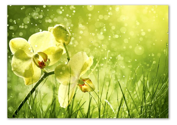 Foto obraz skleněný horizontální Orchidej osh-79420642