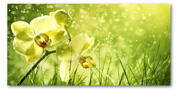 Foto obraz skleněný horizontální Orchidej osh-79420642