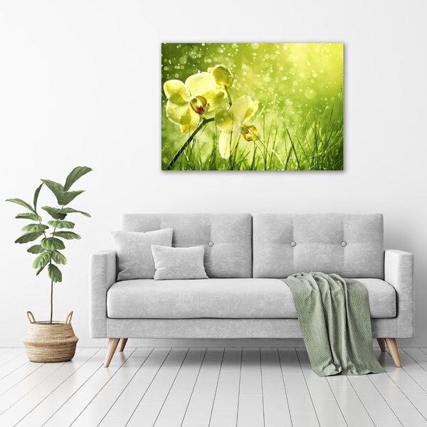 Foto obraz na plátně Orchidej oc-79420642