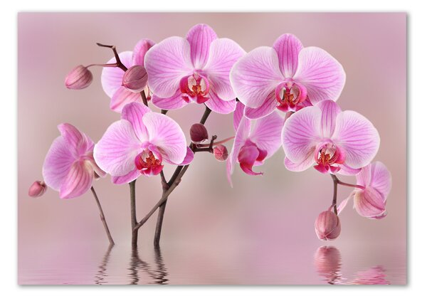 Moderní foto obraz na stěnu Růžová orchidej osh-79883275