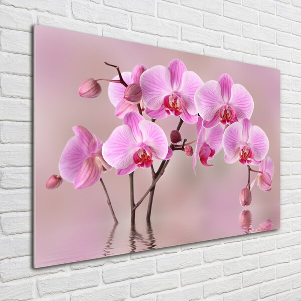 Moderní foto obraz na stěnu Růžová orchidej osh-79883275