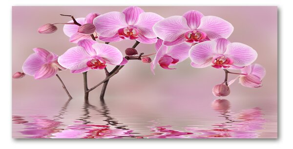 Moderní foto obraz na stěnu Růžová orchidej osh-79883275