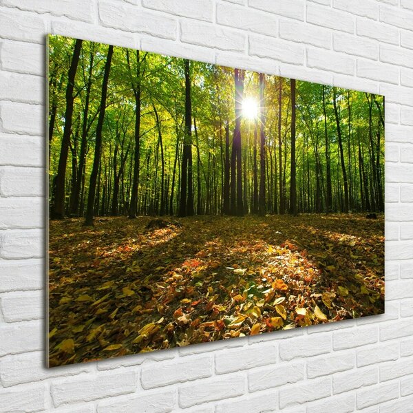 Foto obraz fotografie na skle Les osh-80221074