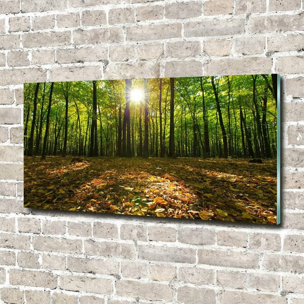 Foto obraz fotografie na skle Les osh-80221074
