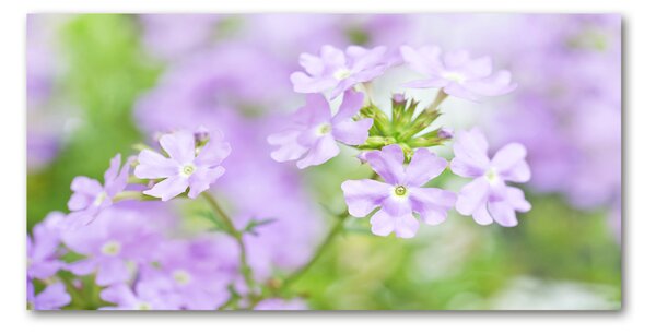 Foto-obraz fotografie na skle Werbena osh-80724437