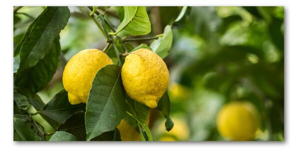 Foto obraz skleněný horizontální Citrony na stromě osh-80843787