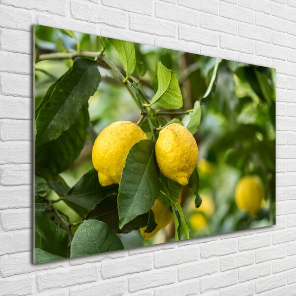 Foto obraz skleněný horizontální Citrony na stromě osh-80843787