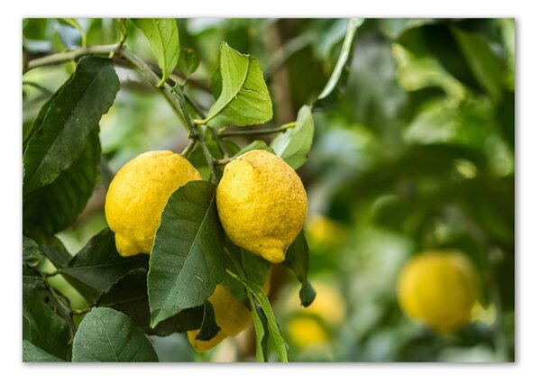 Foto obraz skleněný horizontální Citrony na stromě osh-80843787