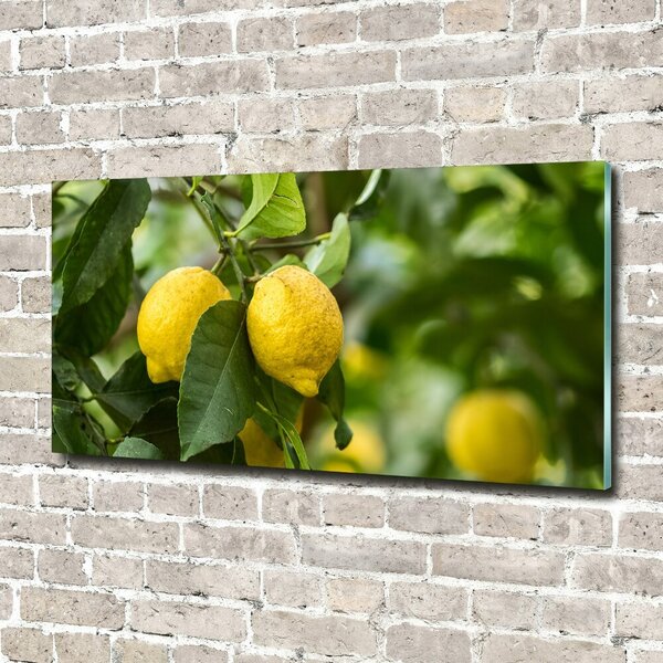 Foto obraz skleněný horizontální Citrony na stromě osh-80843787