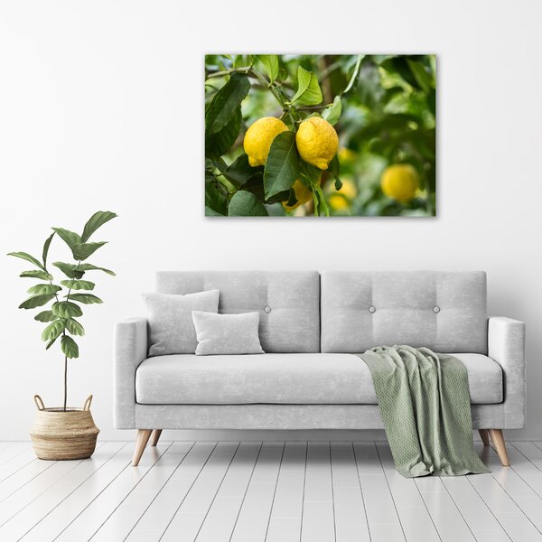 Foto obraz na plátně Citrony na stromě oc-80843787