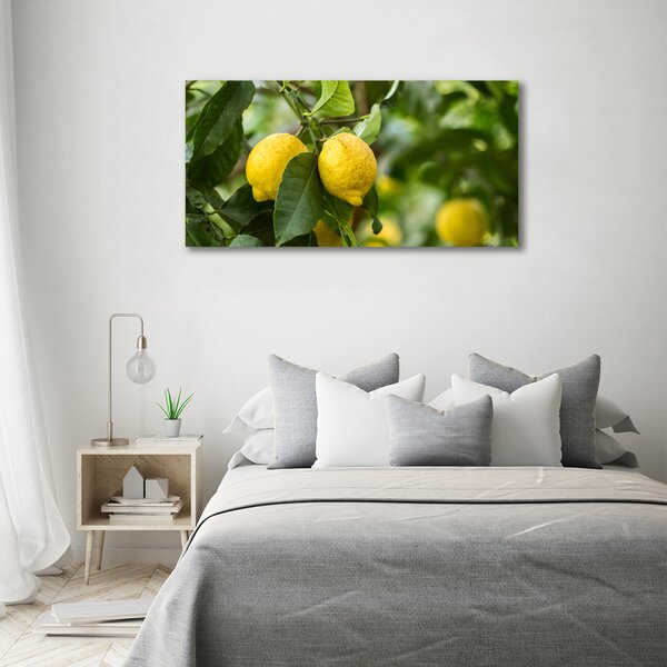 Foto obraz na plátně Citrony na stromě oc-80843787