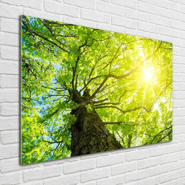 Foto obraz fotografie na skle Kaštan jaro osh-81707867
