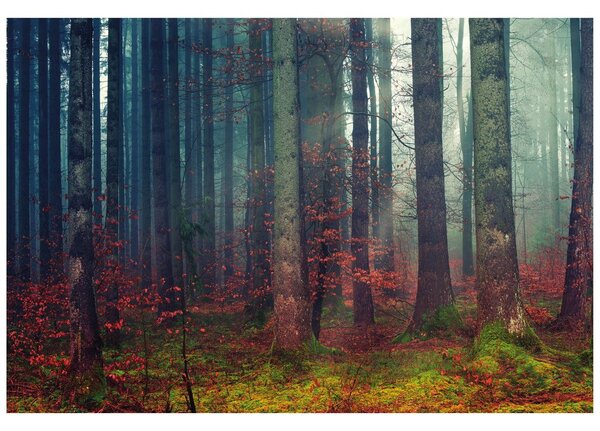 Fototapeta tajemství lesa